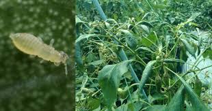 Check spelling or type a new query. 3 Cara Untuk Kawal Masalah Daun Kerinting Dan Buah Tak Menjadi Pada Pokok Cili Yang Berpunca Daripada Thrips Impiana