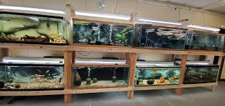 I visited the aquatic pet and garden centre. Quality Aquatics Pet Shop Unit 4 9205 Lexington Ave Ne Circle Pines Mn 55014 Usa