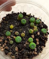 Ingesta diaria admisible de alcohol. Como Van Llevando La Cactivas Cactus Y Nativas Facebook