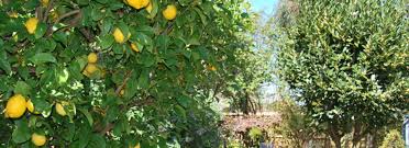 No pollinators are required to produce the large, quality fruits. Growing Fruit Trees Sustainable Gardening Australia
