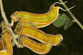 Image result for Mucuna poggei