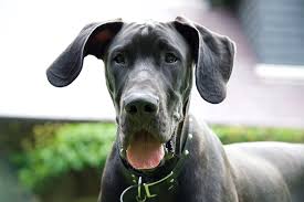 This is lion the gray and white great dane shaking hands. Great Danes Personality Diet And More Aspca Pet Health Insurance