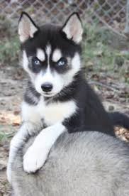 I Want A Puppy Like This