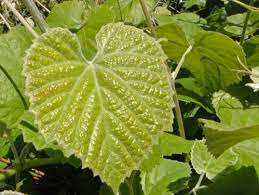 Leaves provide luscious fall color and bees love the flowers. California Grape Vitis Californica