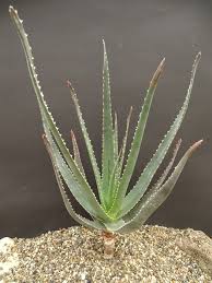 Image result for Aloe veseyi