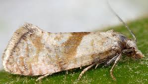 Image result for Cochylidia implicitana