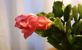 A wide variety of cactus red flower options are available to you, such as plastic, polyester and 100% cotton.you can also choose from restaurants. Free Images Blossom Cactus Leaf Flower Petal Bloom Floral Red Holiday Christmas Cacti Flora Houseplant Close Up Xmas Bud Floristry Macro Photography Flowering Plant Land Plant 2238x1363 898351 Free Stock Photos Pxhere