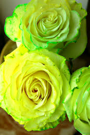 Maybe you would like to learn more about one of these? How To Dye Roses At Home Easy Peasy Diy With Food Coloring