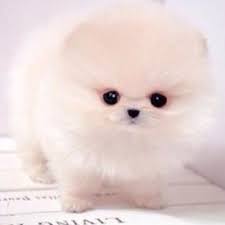 You Know Whats Funny People Like These As A Pet But If It Crawled Out Of Our Wood Pile We Might Freak Out Jus Cute Baby Animals Cute Animals Pomsky Puppies