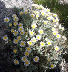 Image result for Helichrysum sulfureofuscum