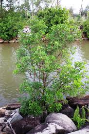 Image result for Xylocarpus