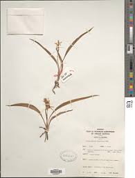 Image result for Chlorophytum subpetiolatum