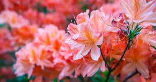 These shrubs are hardy and easy to care for because they thrive in many locations and delaware valley white azalea on fast growing trees nursery. Tips For Planting Azaleas Our State