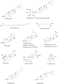 Image result for Cola clavata
