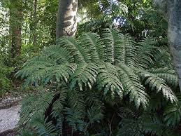 Image result for Ptisana