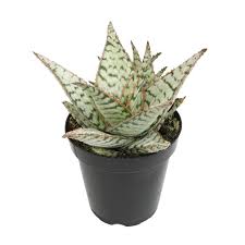 Image result for Aloe cannellii