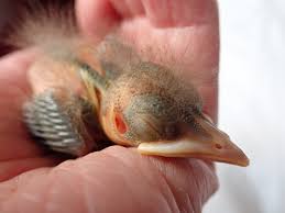 Does This Baby Bird Need Rescue Little Bird Rescue