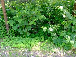 Check spelling or type a new query. How To Remove Japanese Knotweed