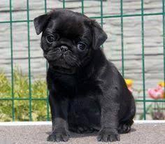 Outstanding Black Pugs Info Is Readily Available On Our Website Take A Look And You Wont Be Sorry You Did Blackpugs 2020 Pug Kopekler Pug Kopek
