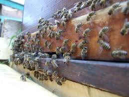 But bees continue to die every day even in winter. How To Prevent Bees From Absconding Or Leaving Your Hive Dengarden