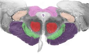 Sensory nuclei end up more to the sides and. Https Web Duke Edu Histology Mbs Videos Neuro 1 17 20internal 20anatomy 20of 20the 20brainstem 20 24 03 01 17 Internal 20anatomy 20of 20the 20brainstem Notes Pdf