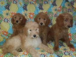 Check spelling or type a new query. Goldendoodle Puppies California Craigslist California Mini Goldendoodle Puppies For Sale Power We Offer 11 Goldendoodles Puppies For Sale In California Proyecto Inquiry