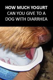 Yogurt For Dogs With Diarrhea Yogurt For Dogs Yogurt Dog Food Recipes