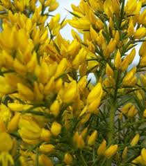 I sempreverdi sono comuni, spesso prevalenti, nei climi tropicali umidi oppure nei climi freddi, dove, per motivi opposti, la persistenza delle foglie non mette in pericolo la sopravvivenza della pianta; U Di Ulex Europaeus O Ginestre Spinose Arbusto Sempreverde Da Siepe Con Fiori Ma Anche Spine In Giardino Al Posto Della Recinzione