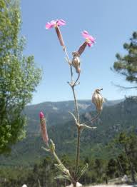 Image result for Silene abyssinica