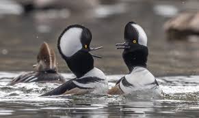 Hooded Mergansers in various poses of fishing and searching for a mate.  Germantown, MD. December 2024 IG: jeff_goldman_photography