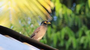 12th PONGAL BIRD COUNT 2026 Taste the sweetness of Pongal and enjoy with birds! FOR MORE DETAILS: https://birdcount.in/event/pongal-bird-count-2026-english/ Salem Ornithological Foundation. #pongal #pongal2026🌾🔥❤️ #pongalopongal #happypongal ...