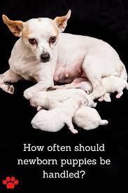 12 Tips Everyone Needs To Know About Newborn Puppies Caring Newborn Puppies Newborn Puppy Care Puppies