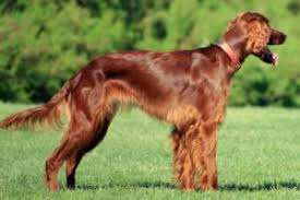 Image result for irský setr