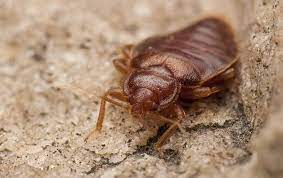 Bed bugs pest controlbed bugs are parasitic insects of the cimicid family that feed exclusively on blood.there are several methods to control bed bugs. How Professional Bed Bug Control In Orlando Is More Affordable Than You May Think Biotherm Green Solutions