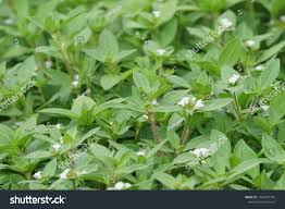 Image result for Richardia brasiliensis