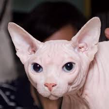 Mr Sphinx Hairless Cat Sphinx Cat Sphynx Cat