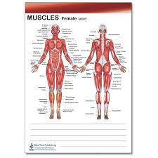 Because the lower back is relatively mobile yet carries the most load, it is the most likely area of the spine to wear down or sustain an injury. Muscle Female And Male Tablet Front Side Is Female View And Back Side Is Male View Female Male Muscle