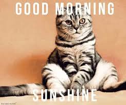 50 good morning sunshine memes ranked in order of popularity and relevancy. Cute Good Morning Sunshine Meme Best Collection Cats Funny Animal Videos Cute Cats