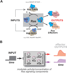 Siberian branch of the russian academy of sciences (sb ras). Mapping The Functional Versatility And Fragility Of Ras Gtpase Signaling Circuits Through In Vitro Network Reconstitution Elife