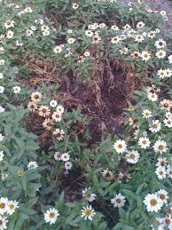 Check spelling or type a new query. White Mold Purdue Landscape Report