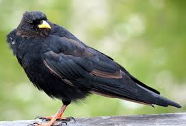 File:Alpendohle (Pyrrhocorax graculus) IMG 7007.JPG - Wikimedia Commons