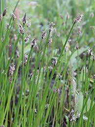 Image result for Eleocharis naumanniana
