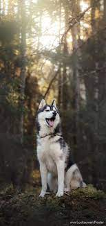 Pin On M Yousaf Iqbal