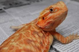 Jul 31, 2018 · the cost of a bearded dragon varies, depending on several factors. The Leatherback Bearded Dragon Costs Care And Where To Buy