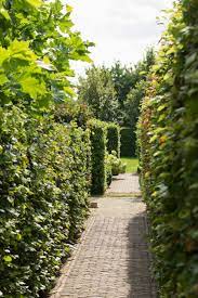 tips voor een gemakkelijk te onderhouden tuin in 2020 tuin tuin ideeen tuin werken