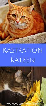 Kastration Katze Allgemeine Informationen Jetzt Erfahren Katzen Tiere