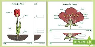 Have cell walls and chloroplasts in contrast to animal cells which have no cell wall or chloroplasts. Flower Diagram Labelling Worksheets Resources Twinkl