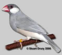 Traductor De Google Animals Finch Bird