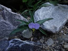 Image result for Commelina albescens