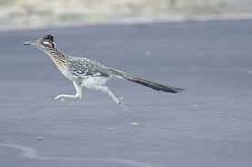 Road Run Ner ˈrōdˌrənər Submit Noun A Slender Fast Running Bird Of The Cuckoo Family Found Chiefly In Arid Country Looney Tunes Acme Corporation The Originals